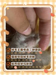 猫咪脱毛多原因，检查治疗保健康（猫咪大面积脱毛但无癣）