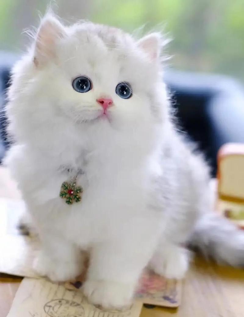 奢华长毛，安静温顺小王子（翡翠波斯猫图片大全）