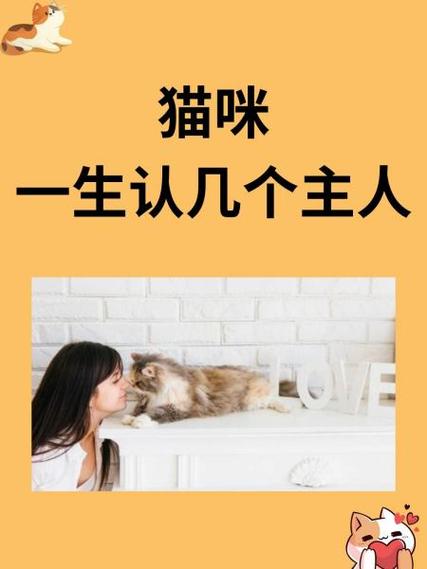 猫咪认主靠气味和陪伴，建立安全感双向选择（怎么确定猫认主人了）