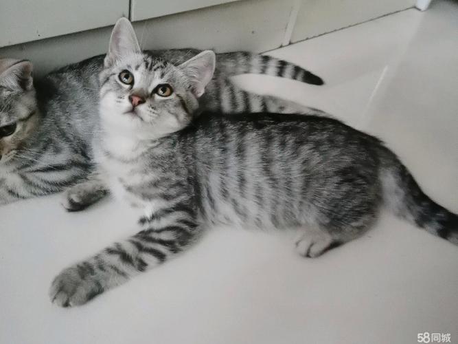 英短虎斑猫珍贵，美短活泼，都需精心呵护（英短虎斑猫图片大全）