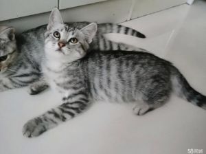 英短虎斑猫珍贵，美短活泼，都需精心呵护（英短虎斑猫图片大全）