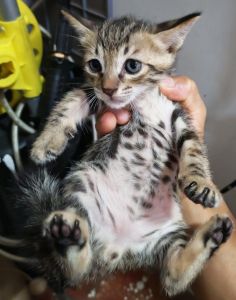 绿宝石般美短，活泼好奇，社交好伙伴！（40天短毛猫照片）