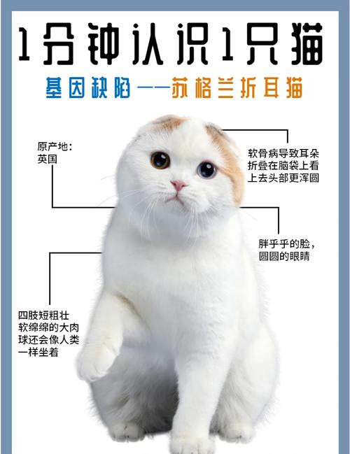 折耳猫人工选育基因突变，美观背后有健康代价（折耳猫是天生折耳还是后天折耳）