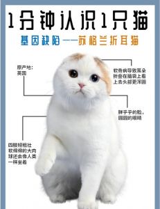折耳猫人工选育基因突变，美观背后有健康代价（折耳猫是天生折耳还是后天折耳）