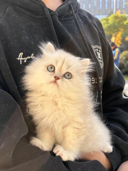 美丽又费心，养猫需耐心（正宗金吉拉猫图片）