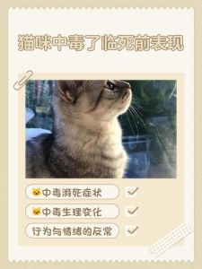 猫吃布洛芬会死！赶紧联系兽医！（一颗布洛芬可以毒死猫吗）
