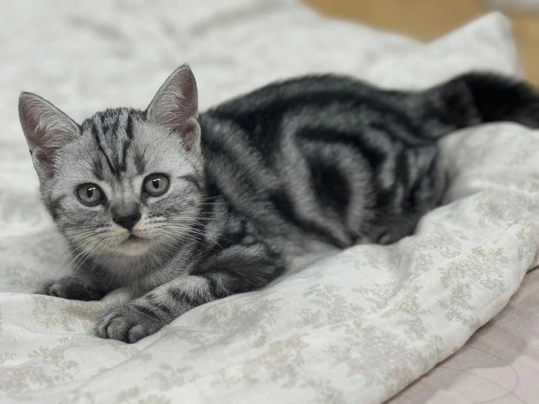 不止美短有，长毛是基因返祖（虎斑猫的图片）