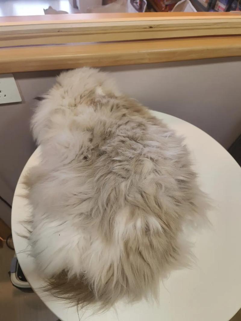 勤梳毛勤洗澡（布偶猫毛打结严重怎么办）