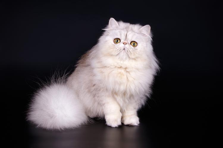 奢华长毛，安静温顺小王子（翡翠波斯猫图片大全）