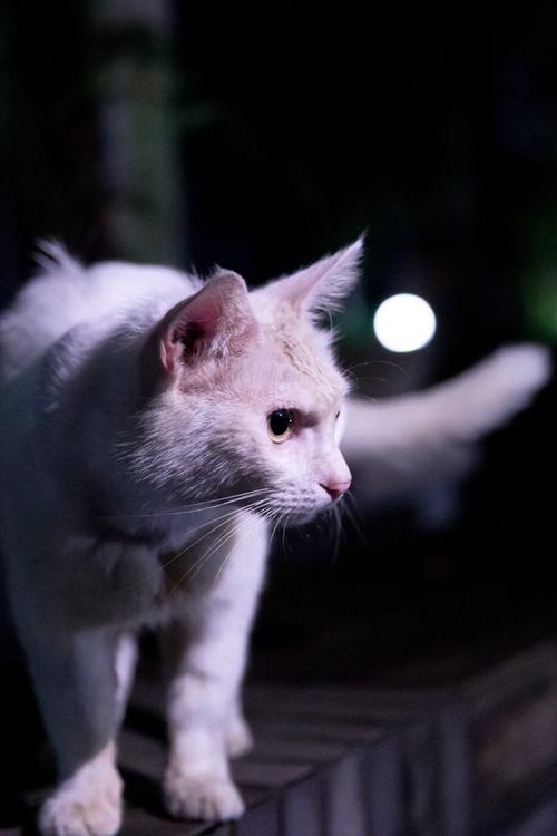 优雅眼神与若即若离的魅力（波斯猫垫着它的脚尖）