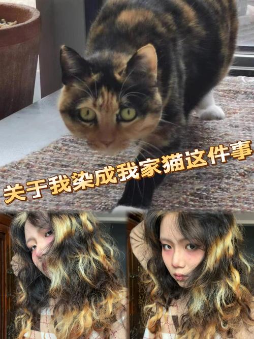 独特拼色美，性格也甜美！（三花猫为什么是猫界美女）