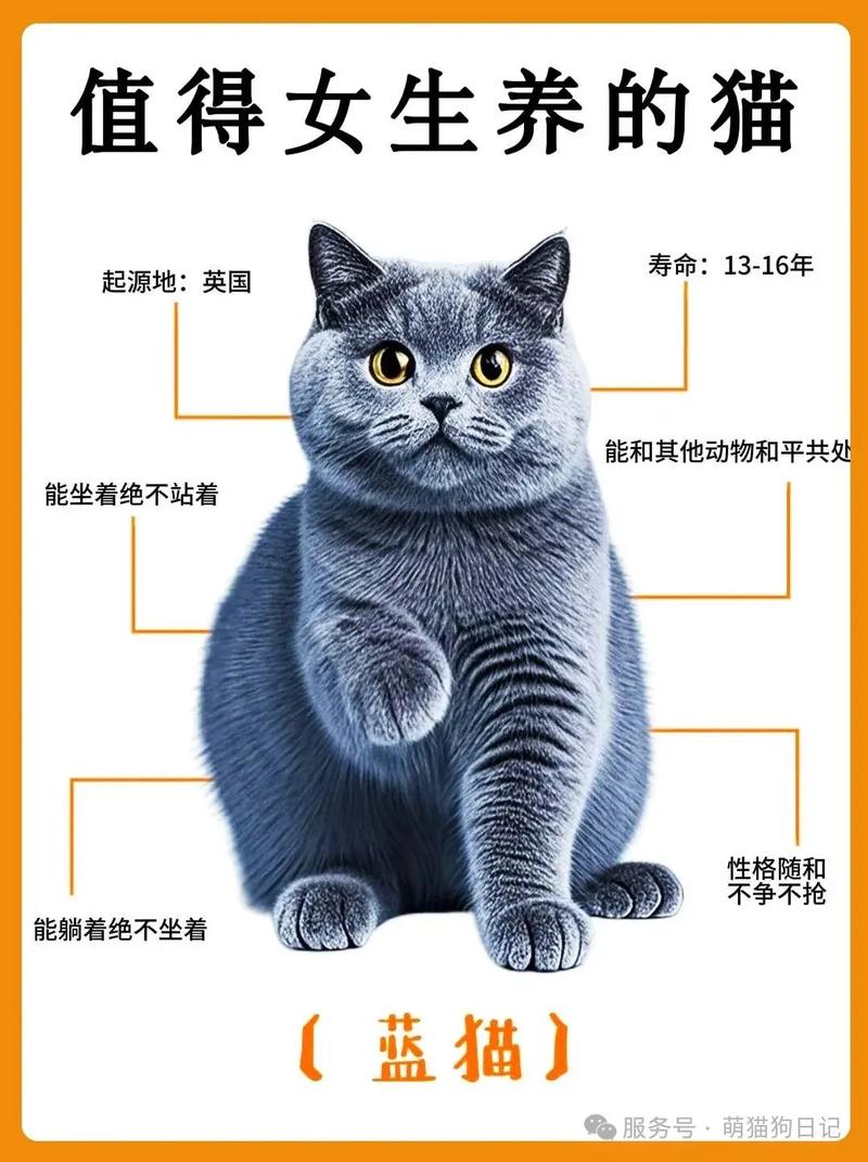 选猫纠结？短毛省心长毛好看，看喜好选！（蓝猫长毛好还是短毛好）