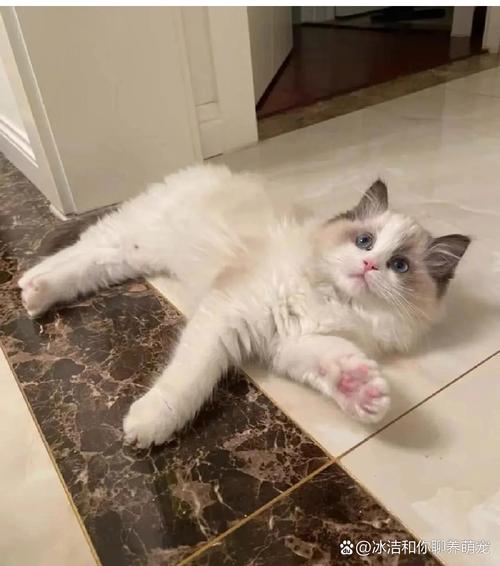解读它们的爱意（布偶猫喜欢主人的表现）