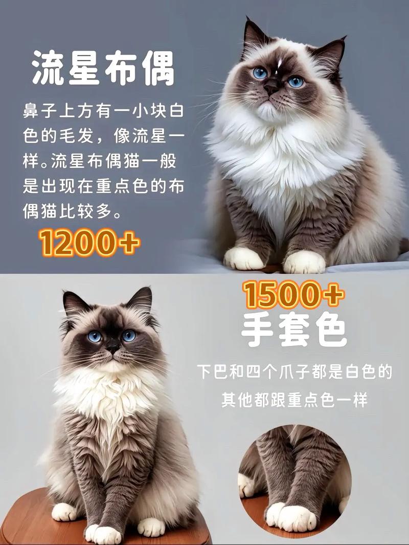 富婆太太爱布偶猫，娇贵又暖心（五年了 富婆太太圈那些娇贵的布偶猫）