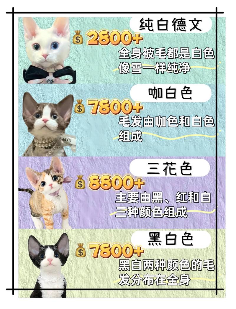 德文猫价格因稀有品相季节而异（德文猫多少钱一只）