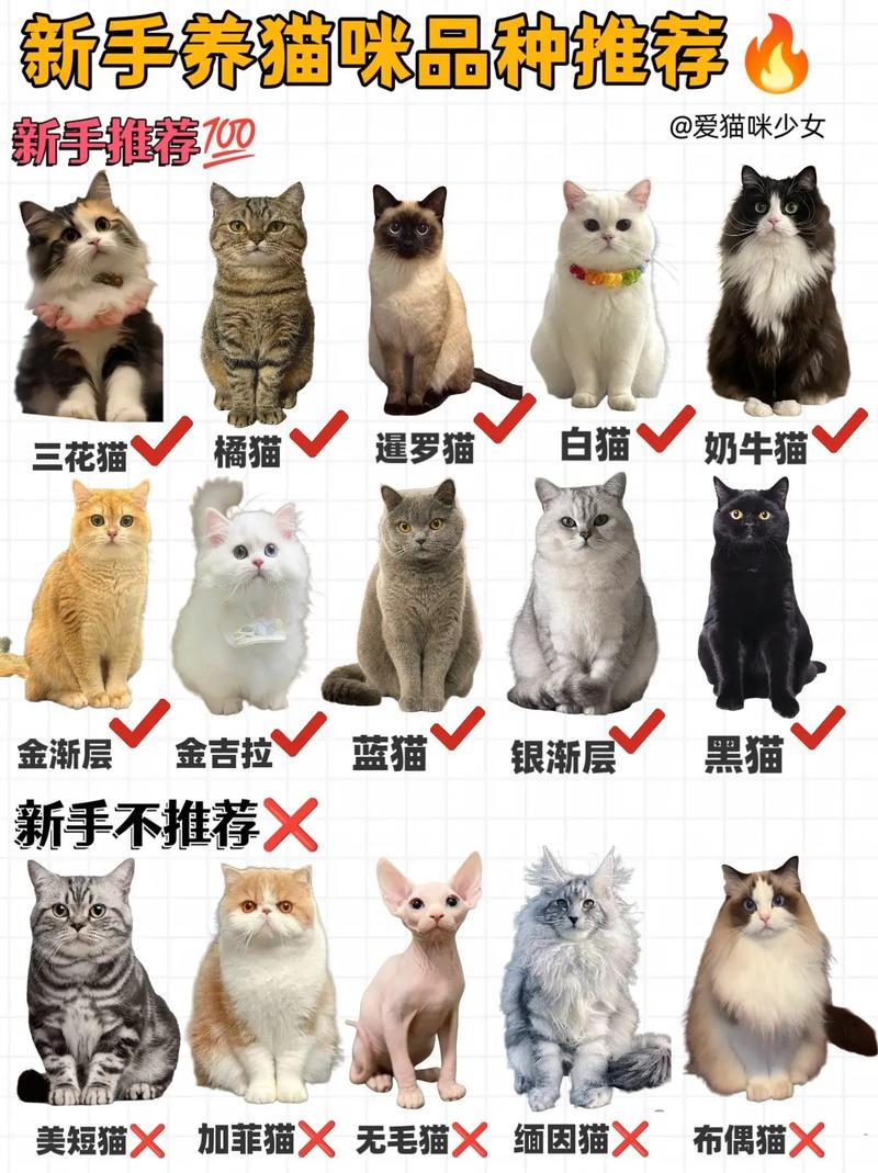 可爱但需注意健康（折耳三花猫的优缺点）