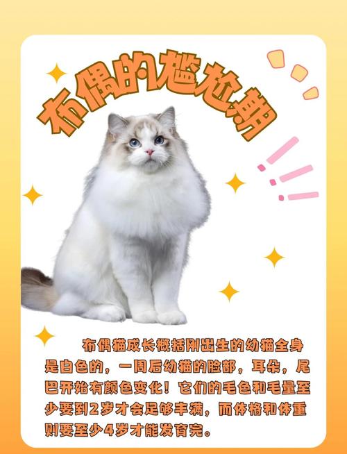 猫咪换毛季掉毛多？科学梳毛防健康问题（现在是猫咪的换毛季吗）