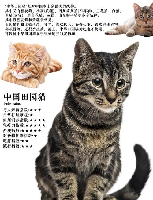 短毛猫好养性格好，优雅活泼超可爱！（短毛猫品种及图片）