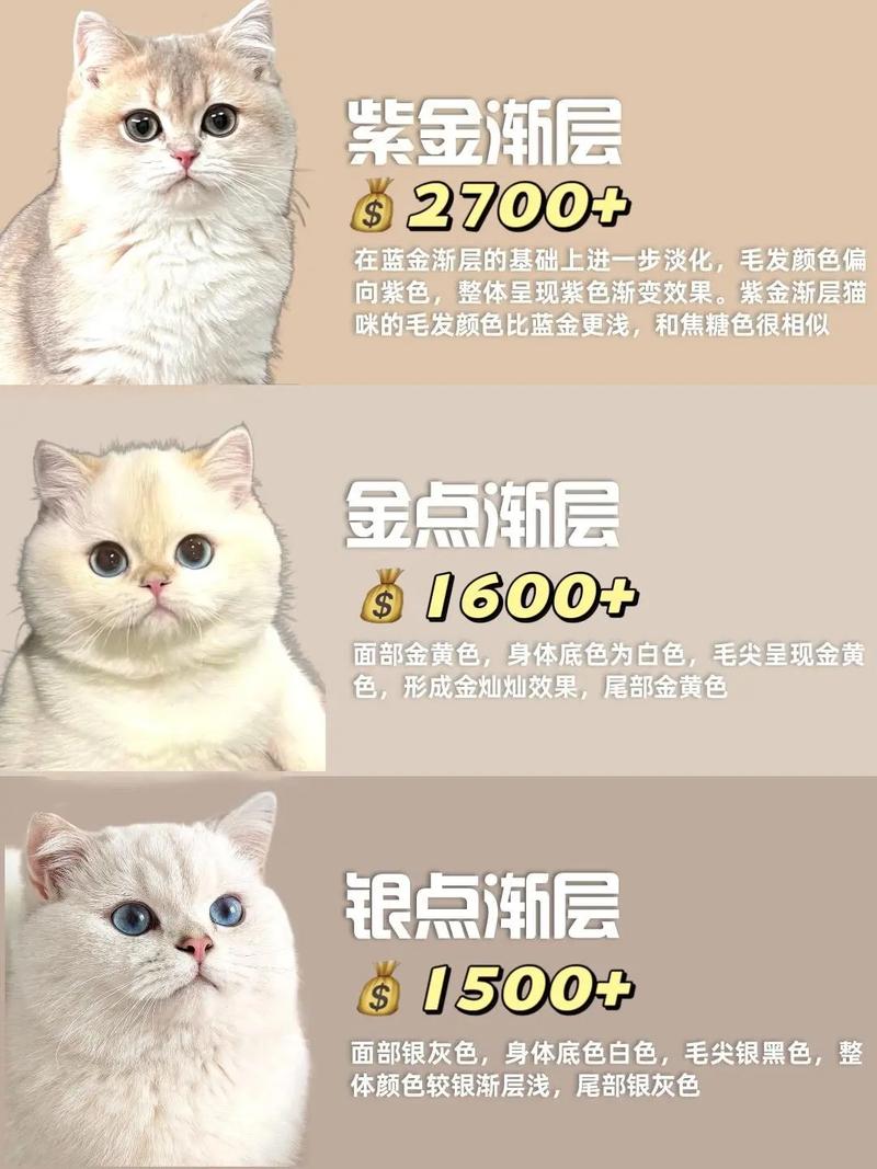 选健康长寿还是高颜值？（英短和折耳猫哪个贵）