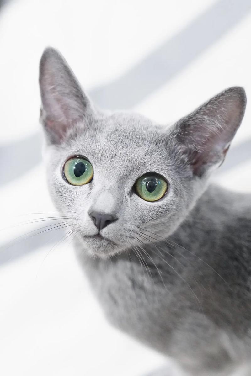 优雅天使，温顺亲人（俄罗斯蓝猫图片）