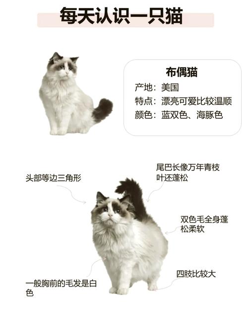幼猫山猫布偶VS海双布偶，花纹看这里（幼猫时期如何区分山猫布偶和海双）