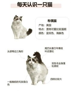 幼猫山猫布偶VS海双布偶，花纹看这里（幼猫时期如何区分山猫布偶和海双）