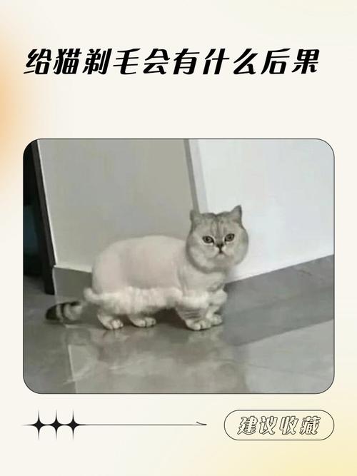 剃毛洗澡危险！伤皮肤损健康，猫咪应激易猝死（猫给剃毛洗澡会死吗）