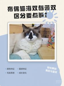 性格与护理区别（布偶猫海双和蓝双区别在哪里）