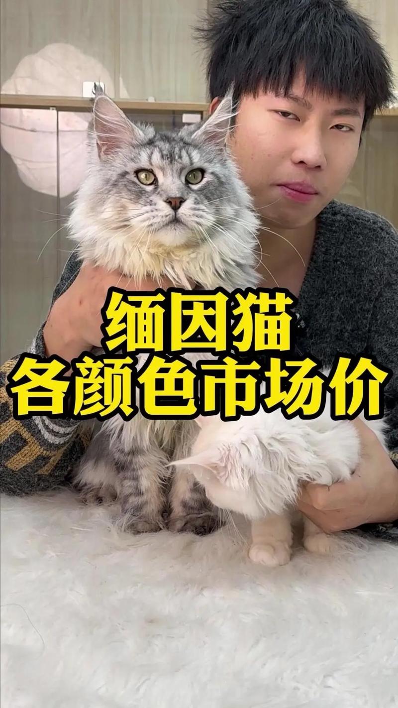 从600元到3万元，养护费用每年数千元（银虎斑猫多少钱一只）