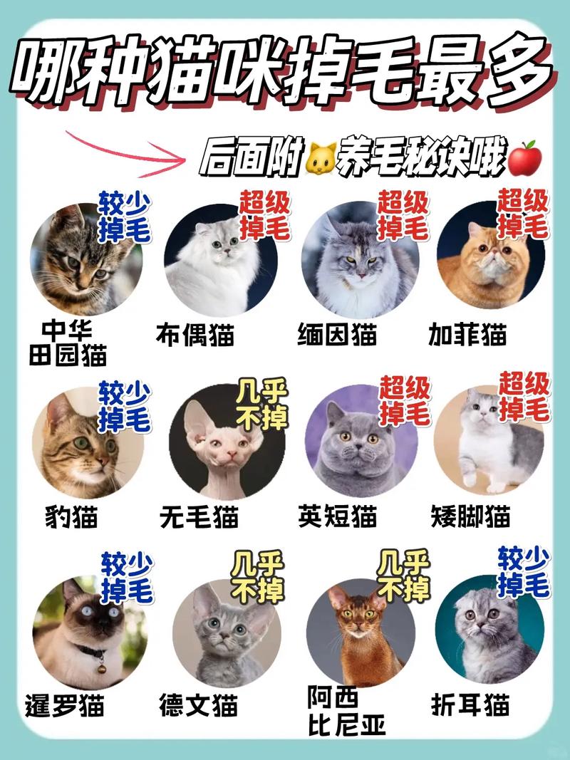 猫咪换毛季长掉毛多？梳毛补营养很重要！（猫咪多久换毛）