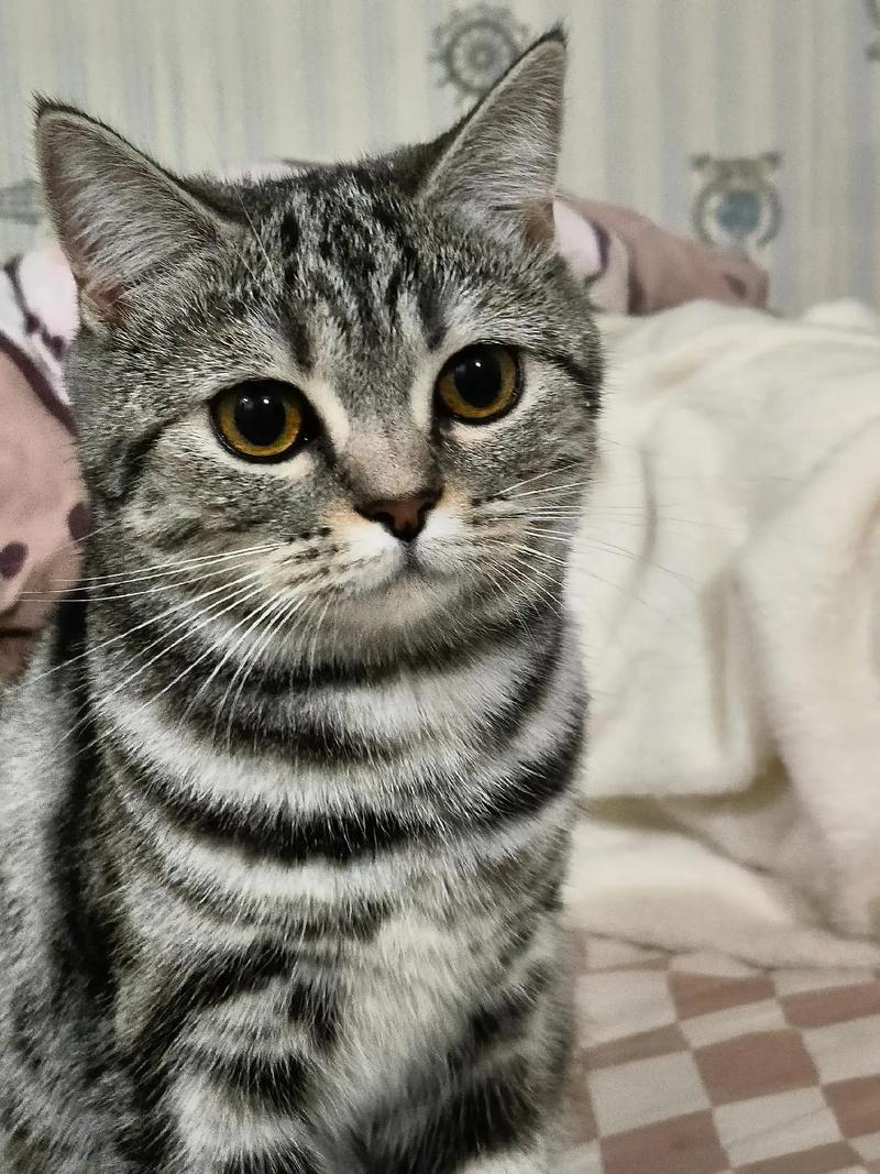 优雅光泽，性格独立又依赖（成年虎斑猫图片）