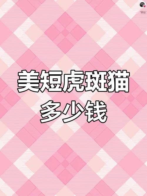 美短虎斑折耳猫价格1000至万元，品相决定价值（美短虎斑折耳猫多少钱一只）