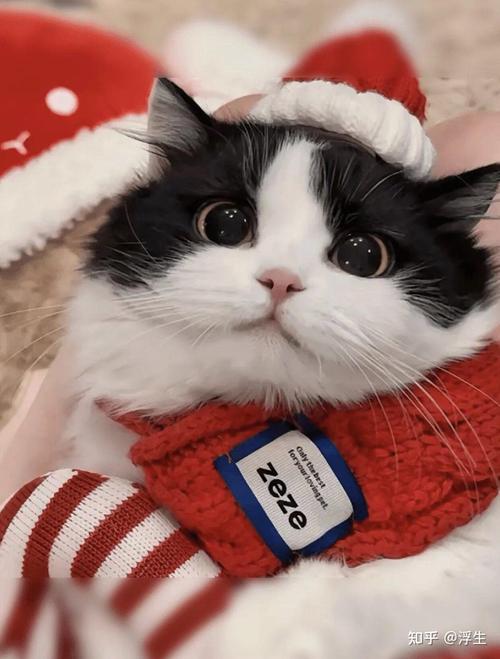 AI生成小猫图，DCGAN技术解析（生成小猫的一张图片）