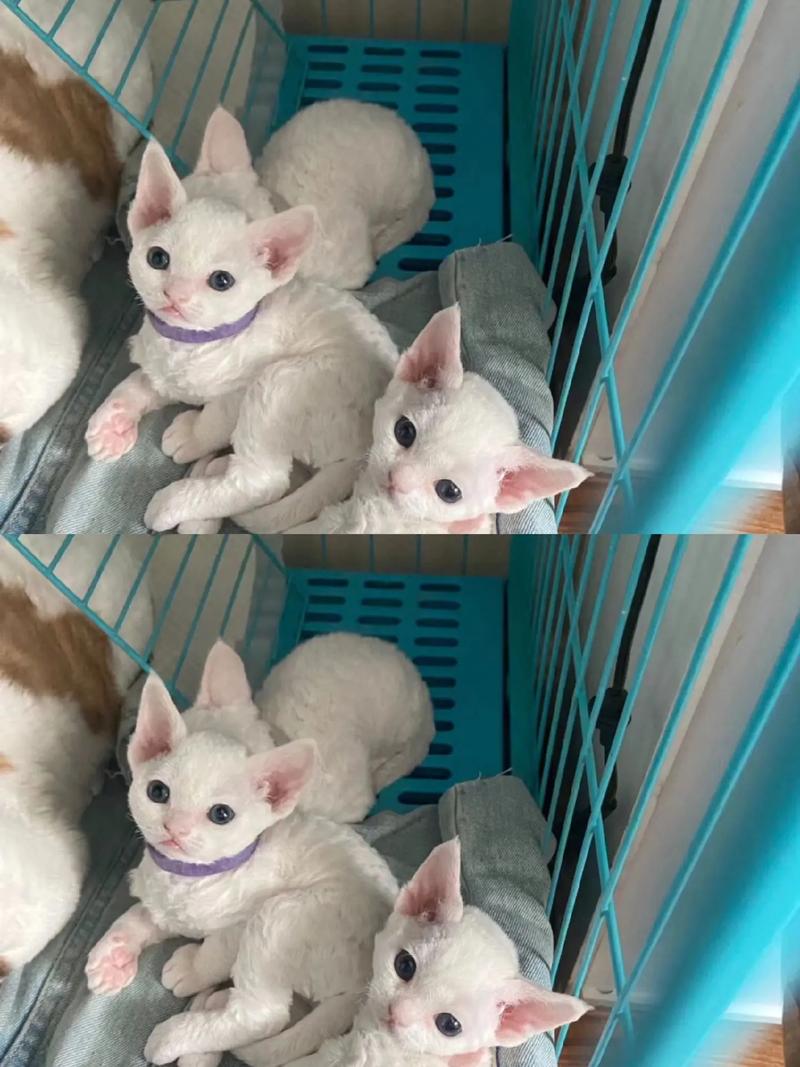 公猫黏人价1万，母猫独立价2万（德文猫养公的还是母的）