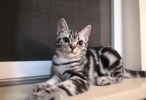 银虎斑鲭鱼纹纯色等，斑斓多彩！（美短猫图片大全大图）