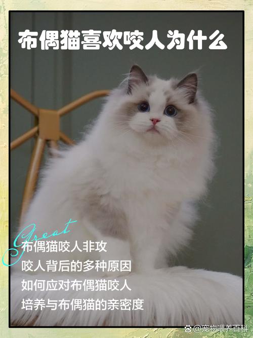 布偶猫不满的记仇行为与化解（布偶猫咪恨主人的十种表现）