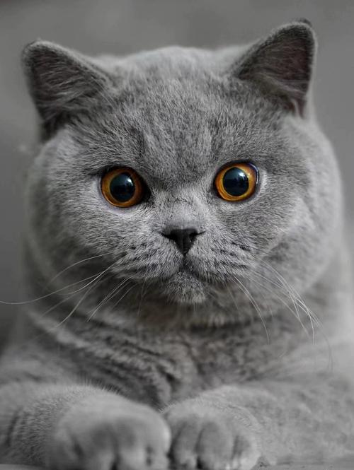 英短猫色彩多，蓝白金虎斑三花各有爱（英短猫图片大全）