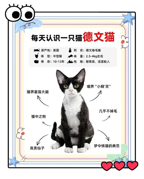 高颜值粘人德文卷毛猫，掉毛少需耐心陪伴（德文卷毛猫优点和缺点）