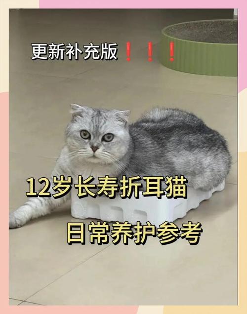 聪明折耳猫懂情绪，需多关爱（折耳猫能听懂人话吗）