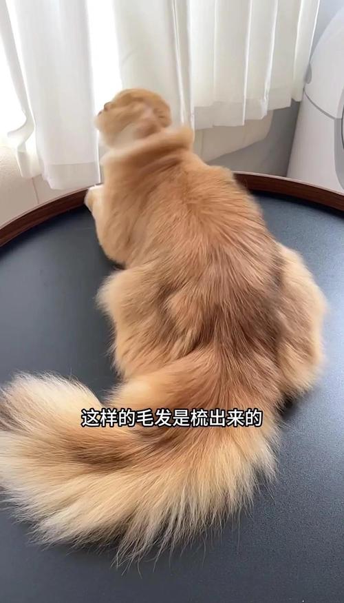 春季猫咪掉毛多？梳毛喂粮是关键！（猫咪的换毛季）