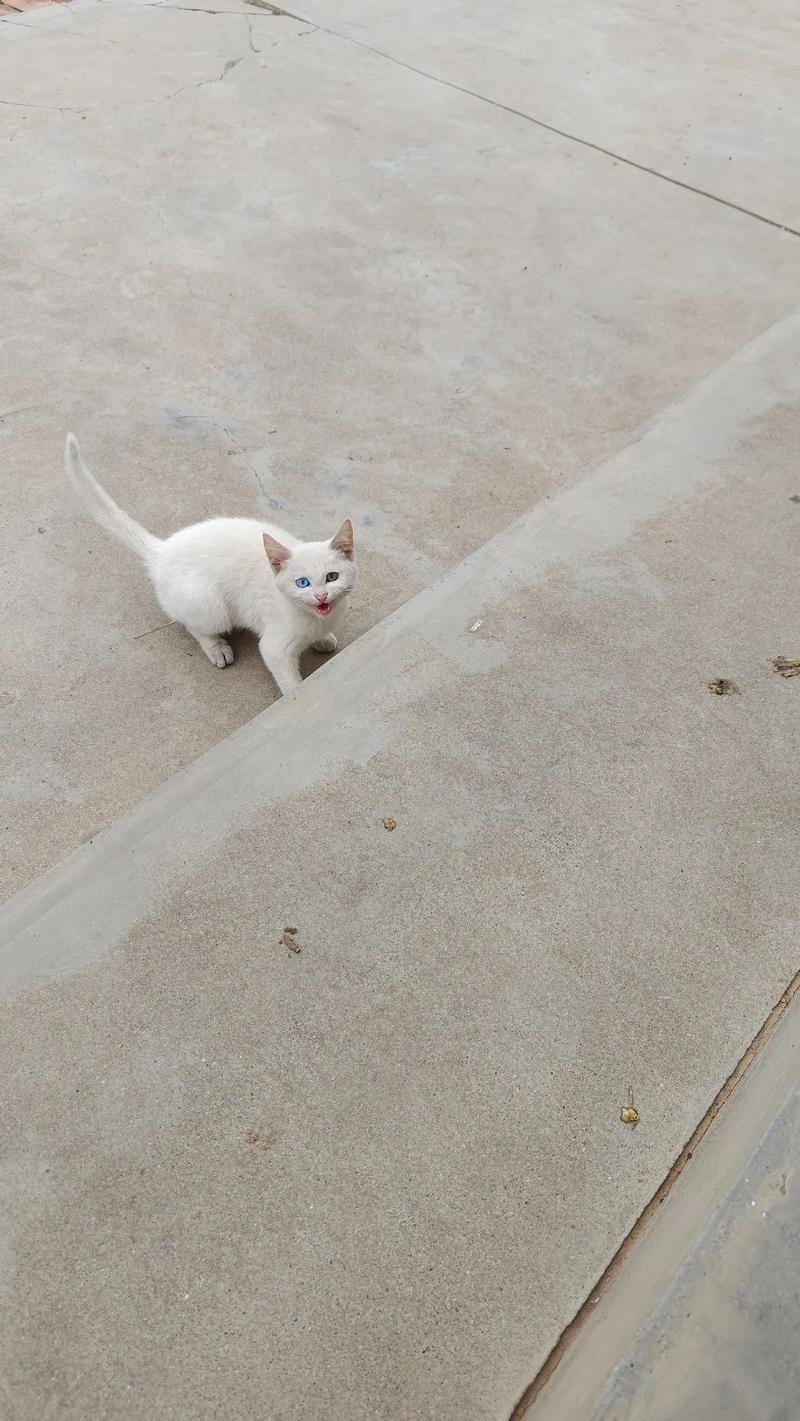 灵性与纯真，为空间添活力（街头白色短毛猫照片）