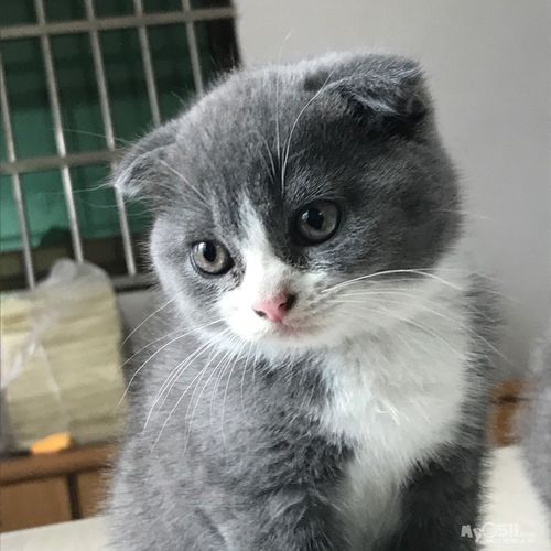 可爱背后的健康责任（带有折耳的英短蓝猫好不好）