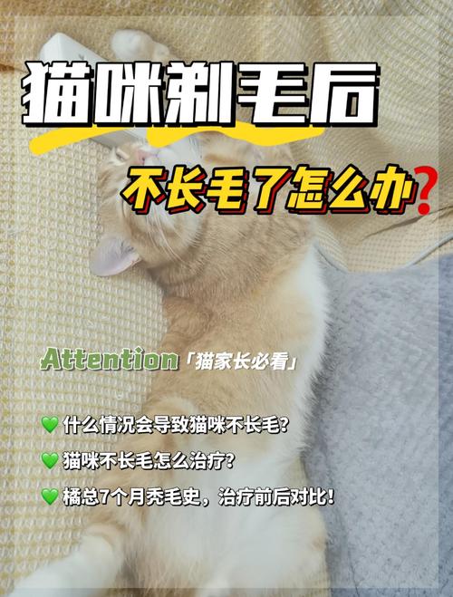 剃猫毛有风险，掉毛清洁需权衡（给猫剪毛的好处和坏处）