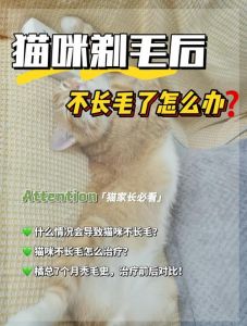 剃猫毛有风险，掉毛清洁需权衡（给猫剪毛的好处和坏处）
