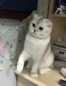 独特毛色与健康关注（折耳猫最稀有三个颜色）