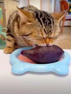 猫咪可适量食红薯助消化（猫咪为什么喜欢吃红薯）
