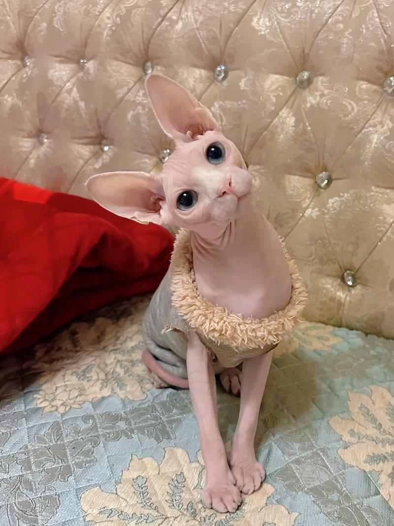 高贵优雅伴侣（泼斯猫图片）