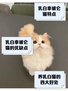 拿破仑猫缺点多，养它要当心！（拿破仑猫有什么缺点）