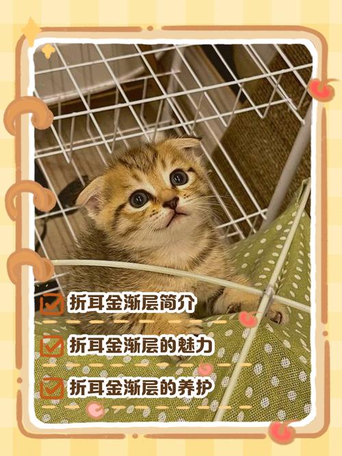 健康隐患多，领养更暖心！（500元一只折耳猫贵吗）