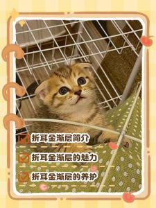 健康隐患多，领养更暖心！（500元一只折耳猫贵吗）